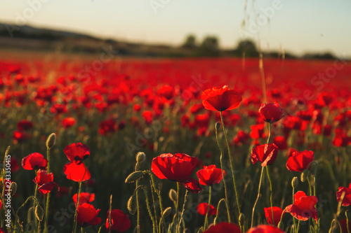 Fototapeta Naklejka Na Ścianę i Meble -  Wild red poppies invasion in the countryiside
