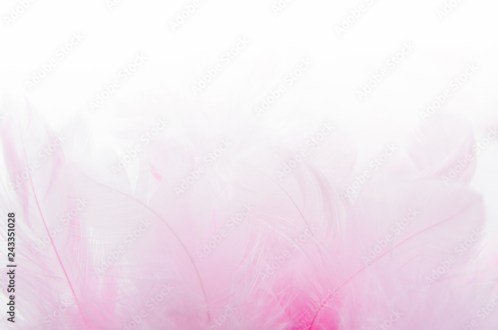 A bunch of pink feathers on a white blurred background. Soft focus. Texture
