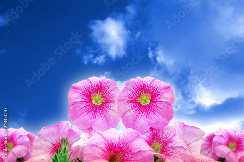 Pink petunia background