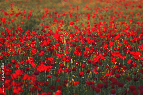 Papaver or poppy flowers colonizing a field in spring © Azahara MarcosDeLeon