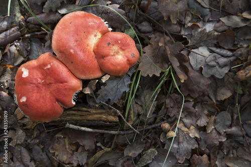 Red Russula mushrooms on a forest floor of leaves