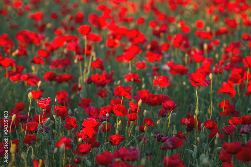 Fototapeta Naklejka Na Ścianę i Meble -  Red papaver or poppy wild flowers in spring
