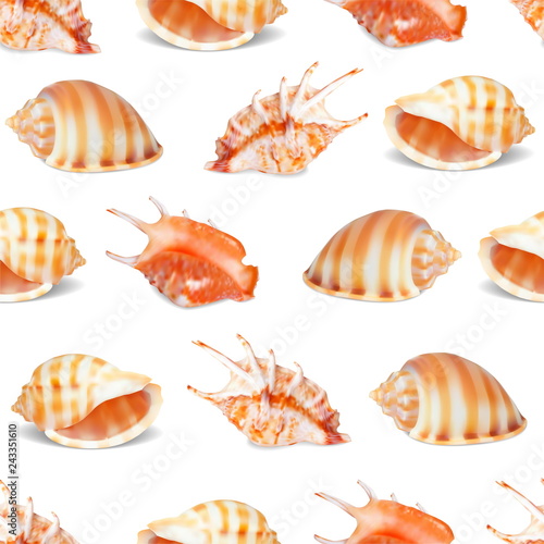 Seashell collection vector illustration.