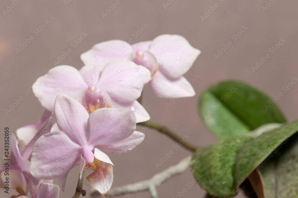 Obraz premium Phalaenopsis orchid flowers (butterfly orchid)