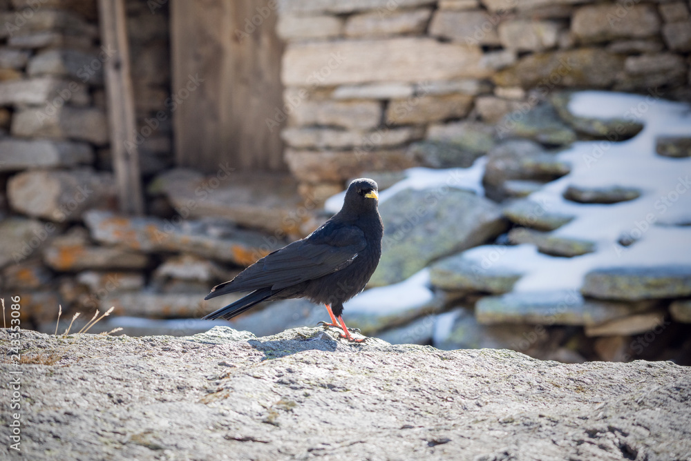Obraz premium The alpine chough