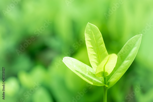 Leaved green natural background