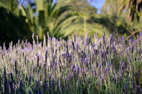 lavender flower field