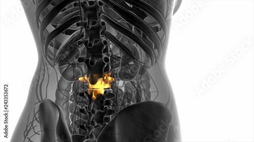 SPINE bone skeleton x-ray scan photo