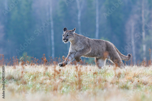 Fototapeta Naklejka Na Ścianę i Meble -  Cougar (Puma concolor), also commonly known as the mountain lion, puma, panther, or catamount. is the greatest of any large wild terrestrial mammal in the western hemisphere.
