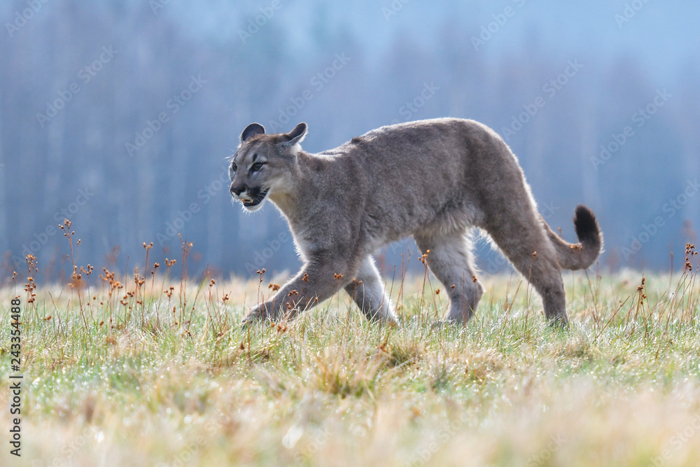 Fototapeta premium Cougar (Puma concolor), also commonly known as the mountain lion, puma, panther, or catamount. is the greatest of any large wild terrestrial mammal in the western hemisphere.