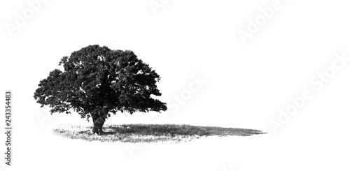 Tree minimalist