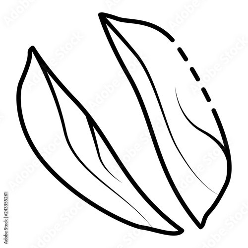 Cutted peanut icon. Outline cutted peanut vector icon for web design isolated on white background
