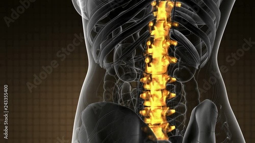 SPINE bone skeleton x-ray scan photo