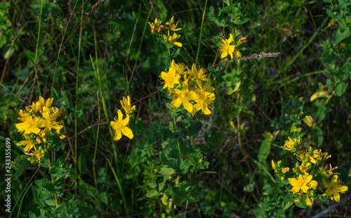 St. John's wort flowers in summer close up