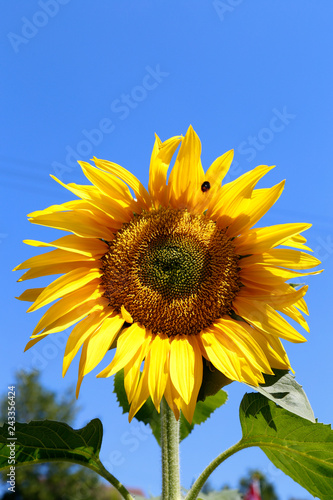 Fototapeta Naklejka Na Ścianę i Meble -  Sonnenblumen