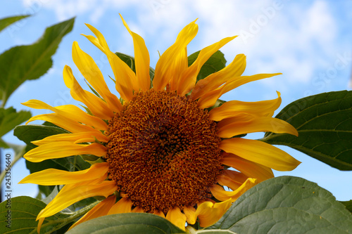 Fototapeta Naklejka Na Ścianę i Meble -  Sonnenblumen