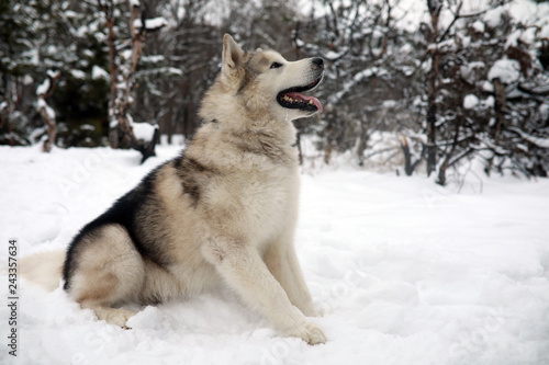 Dog Alaskan Malamute is sitting in the snow in winter forest.