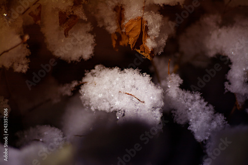 A branch of a tree with autumn leaves covered with snow at night on a black background © Николай Батаев