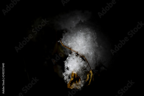 A branch of a tree with autumn leaves covered with snow at night on a black background