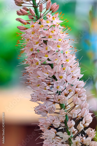 Fototapeta Naklejka Na Ścianę i Meble -  Foxtail lily flower (Eremurus himalaicus)