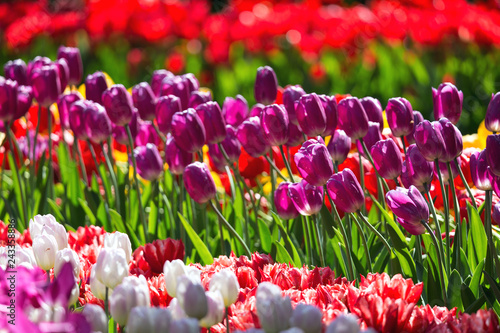 Fototapeta Naklejka Na Ścianę i Meble -  Blooming colorful tulips flowerbed in public flower garden. Popular tourist site. Lisse, Holland, Netherlands. Selective focus. Nature natural flowers spring background