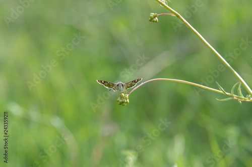 Hesperiidae / Kızıl Zıpzıp / / Spialia orbifer photo
