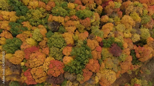 The palette of the autumn forest 2