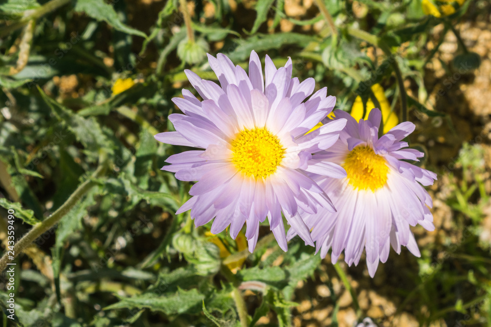 Close up of Mojave aster (Xylorhiza tortifolia) wild flowers blooming in Joshua Tree National Park, California Close up of Mojave aster (Xylorhiza tortifolia) wild flowers blooming in Joshua Tree National Park, California