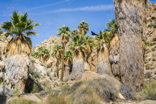 Fan Palm Trees (Washingtonia filifera) in the Lost Palms Oasis, a popular hiking spot, Joshua Tree National Park, California