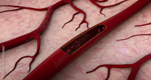 inside the blood vessel, erytrocytes inside the blood vessel, High quality  render of blood cells, pulsing down artery, Red and white blood cells in artery photo