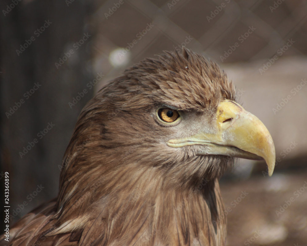 Fototapeta premium The hawk look is incredibly cruel