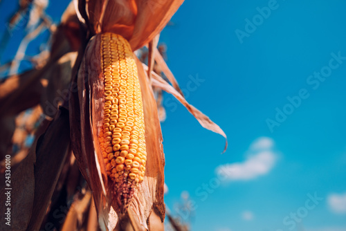 Corn in field