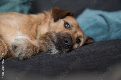 Dog resting on sofa