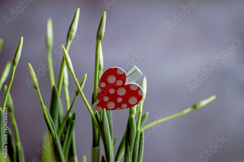 Spring flowers snowdrops undiscovered with a heart with a clothespin of red color on a branch of a flower on a gray background