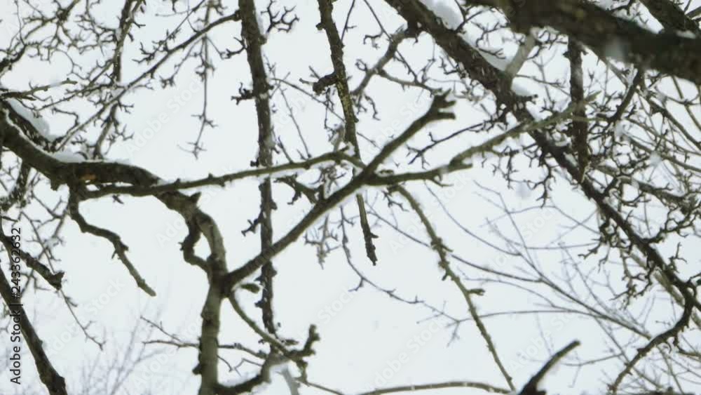 Winter landscape. Close-up shot of snow falling on leafless tree branches against cloudy sky. Slow motion. HD Winter landscape. Close-up shot of snow falling on leafless tree branches against cloudy sky. Slow motion. HD