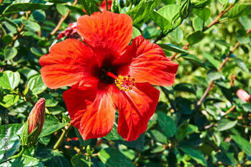 red Hibiscus flower on Kos island in Greece.