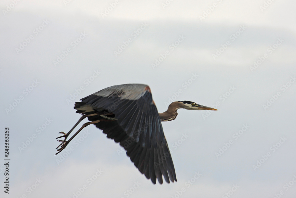 Obraz premium Heron flying