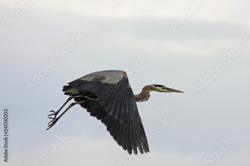 Heron flying © Jenny Thompson