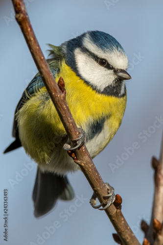 Great tit