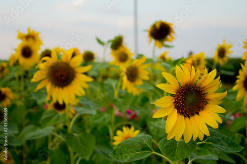 field of sunflowers khon kaen thailand.