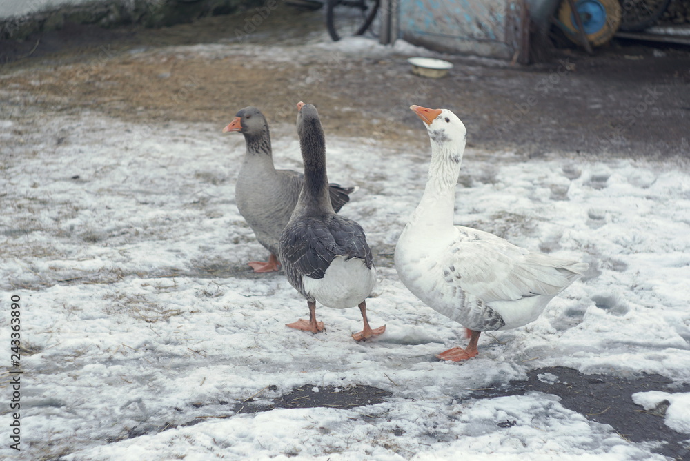 geese in the yard in winter geese in the yard in winter