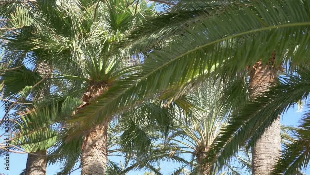 Beautiful palm trees in 4K slow motion 60fps Beautiful palm trees in 4K slow motion 60fps