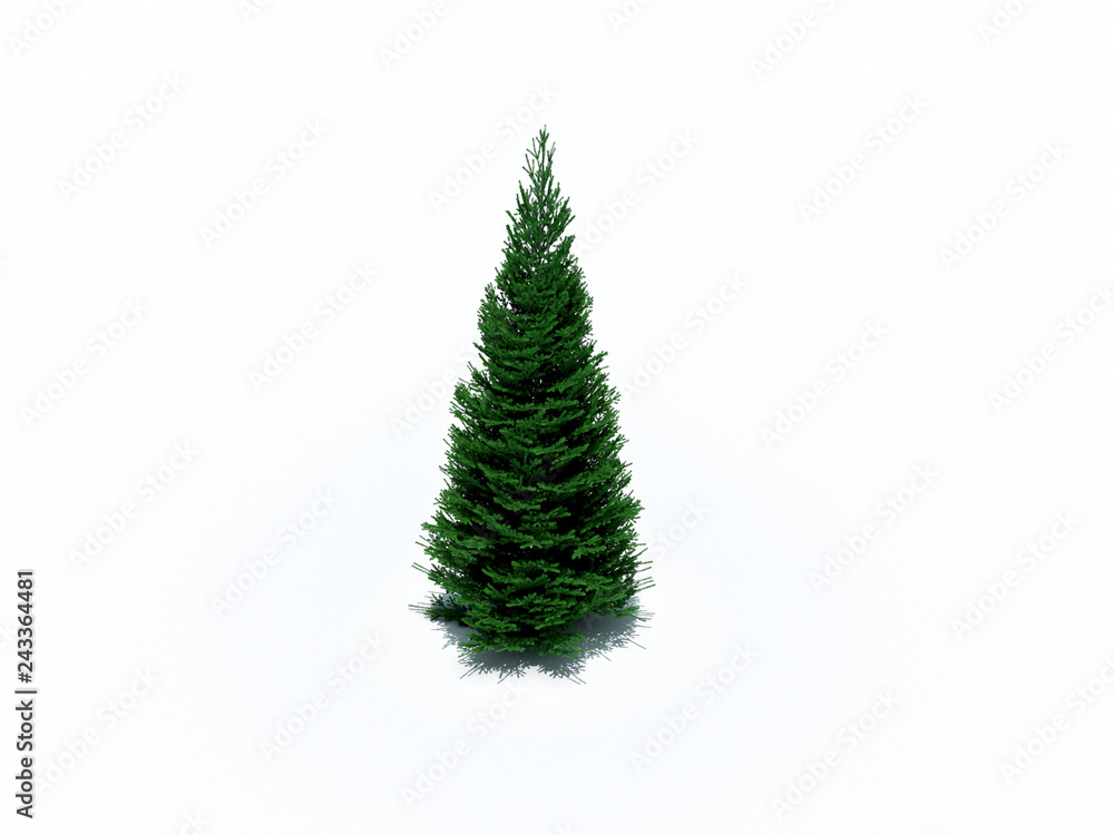 fir tree on white background 3D illustration fir tree on white background 3D illustration