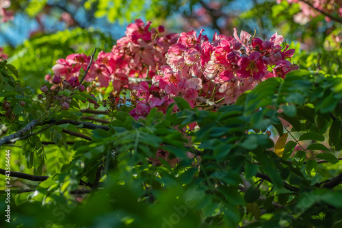 Bunches of acacia flowers that have a beautiful, pink color, in combination with the dark green leaves of the plant. Pink flower 