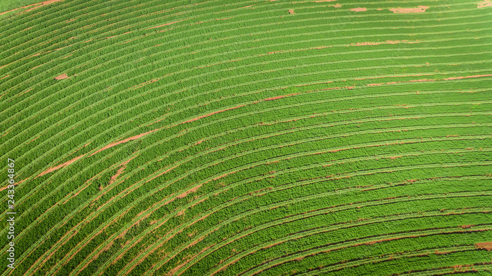 Naklejka premium Sugarcane plantation field aerial view with sun light. Agricultural industrial.