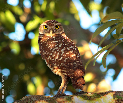 Billede på lærred burrowing owl