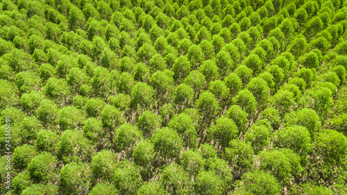 Eucalyptus plantation in Brazil - cellulose paper agriculture - birdseye drone view. Top view.