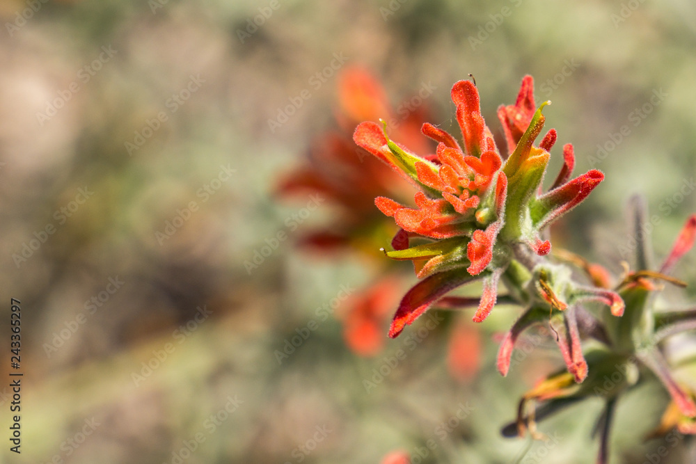 Indian paintbrush (Castilleja), Pinnacles National Park, California Indian paintbrush (Castilleja), Pinnacles National Park, California