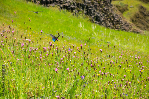 Blue Swallowtail (Battus philenor) butterflies feeding on a field of Childing Pink (Petrorhagia nanteuilii) wildlfowers, North Table Mountain Ecological Reserve, Oroville, California photo