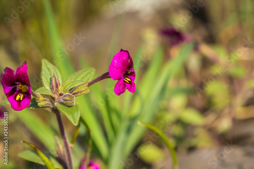 Kellogg's monkeyflower (Mimulus kelloggii) blooming on the meadows of North Table Mountain Ecological Reserve, Oroville, California photo